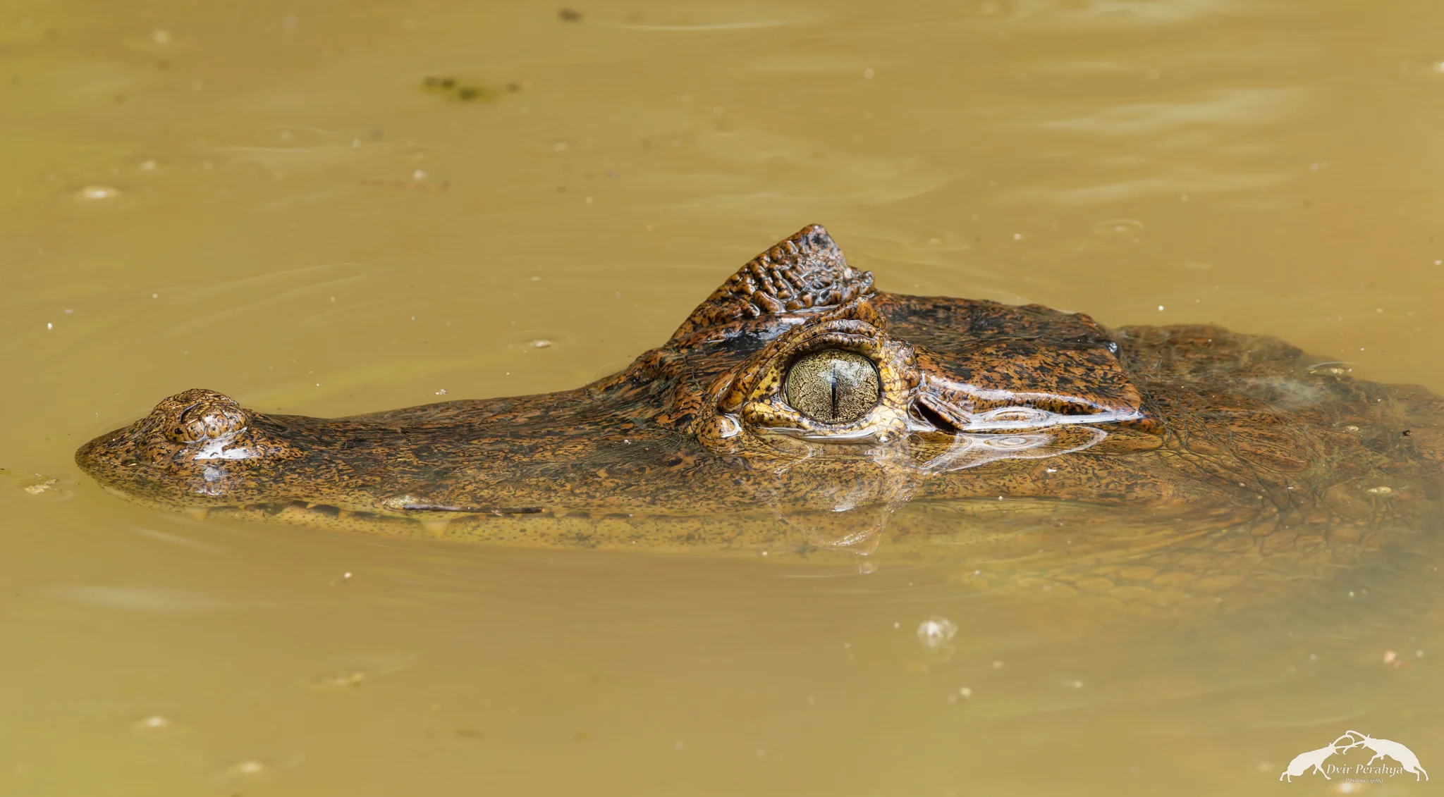 Caiman, Costa Rica Rainforest